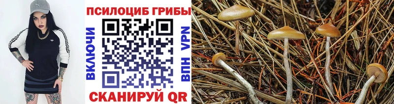 наркотики  Тогучин  Псилоцибиновые грибы Psilocybe 